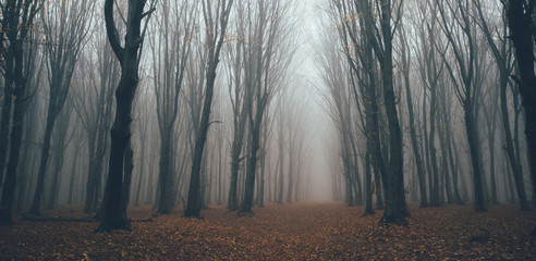 Bos in mist met mist. Fairy spookachtig uitziende bossen in een mistige dag. Koude mistige ochtend in horrorbos met bomen
