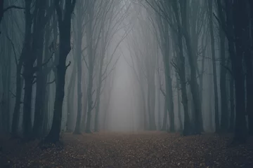 Fototapeten Wald im Nebel mit Nebel. Feenhafter, gespenstisch aussehender Wald an einem nebligen Tag. Kalter nebliger Morgen im Horrorwald mit Bäumen © 4Max