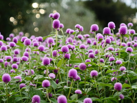 gomphrena