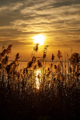 Lake Garda at sunset with silhouette of reeds. Lazise, Verona Province, Veneto, Italy, Europe