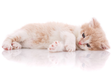 A true friend. Cat is isolated on white