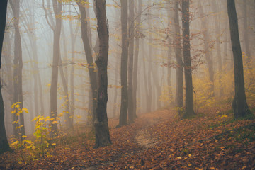 Forest in fog with mist. Fairy spooky looking woods in a misty day. Cold foggy morning in horror forest with trees