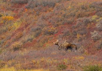 Alaska Yukon Bull Moose in Autumn in Denali National Park