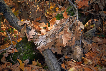 autumn leaf bright colors background