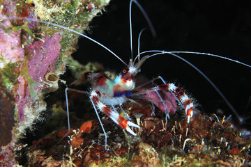 Banded coral shrimp with eggs