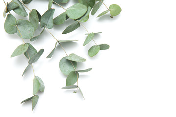 green leaves eucalyptus. branches eucalyptus isolated on white background. © Pakhnyushchyy