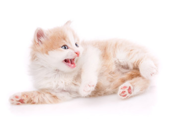 A true friend. Cat is isolated on white