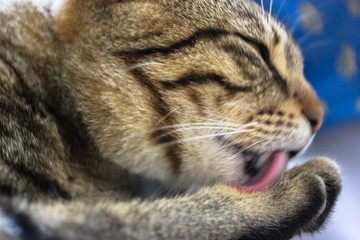 Egyptian tabby funny cat licks paw.