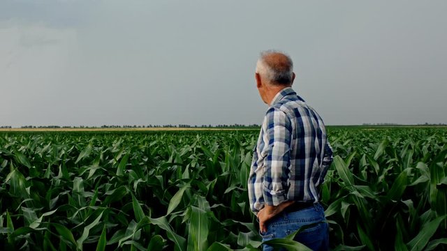 Senior farmer standing in corn field during bad weather examining crop.