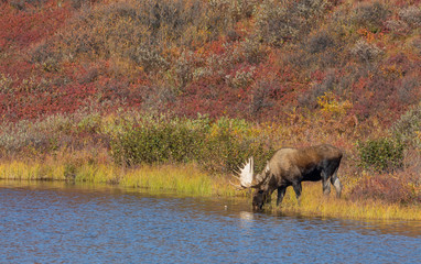 Alaska Yukon Bull Moose in Autumn in Denali National Park