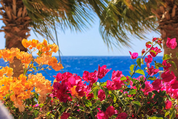 View of the Red Sea in Egypt, framed by orange and pink flowers