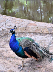 Fototapeta premium Peacock in the Reina Sofia Dunes park of Guardamar del Segura beach, Alicante. Spain. Europe.