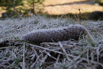 a spruce cone is lying on the forest floor on a frosty day