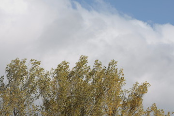 Copas de los arboles en una mañana soleada azotada por el viento