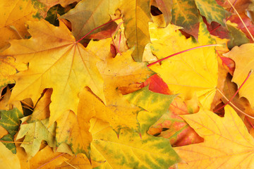 Naklejka na ściany i meble Beautiful golden autumn leaves as background, top view