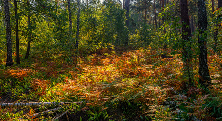 Walk in the autumn forest. Glade with fern. Good weather.