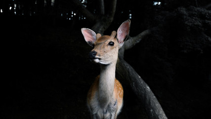 The deer in the big wood