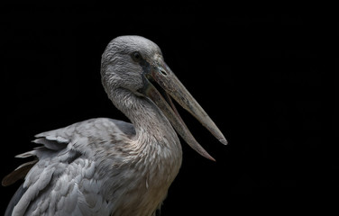 Asian Openbill (Anastomus oscitans) with black background.