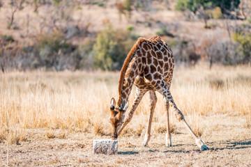  Giraffes herd family with baby eats in the South American savanna in a picturesque landscape with...