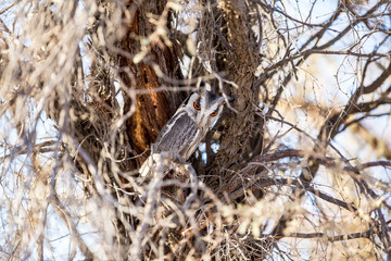 Scops owl in a tree