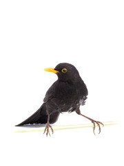 blackbird isolated on a white background.