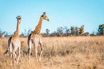  Giraffes herd family with baby eats in the South American savanna in a picturesque landscape with golden grass looking at the tourist during an atmospheric sunset on safari