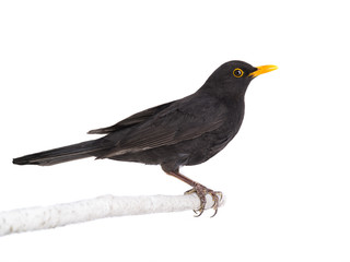 blackbird isolated on a white background. - obrazy, fototapety, plakaty