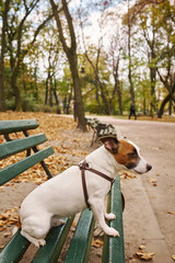 Jack Russell Terrier sitting on a bench in the autumn park