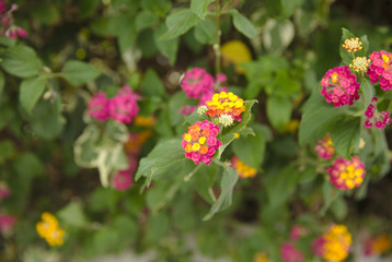 NB__8849 Colourful blossoms on roadside tree