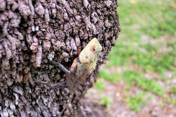 A beautiful multi-colored lizard creeps on a tree. She basks in