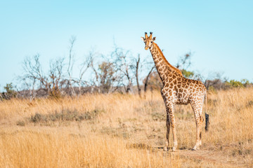  Giraffes herd family with baby eats in the South American savanna in a picturesque landscape with golden grass looking at the tourist during an atmospheric sunset on safari