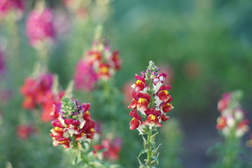 Red flowers snapdragon grow in the summer garden.