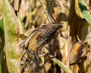 Cornfield with ear of corn on cornstalk with black kernels from rot, disease, or insect damage