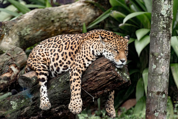 A beautiful Brazilian jaguar resting on a tree - obrazy, fototapety, plakaty