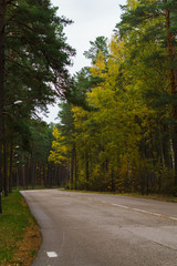 Road in the forest, surrounded by colorful trees. Autumn landscape.
