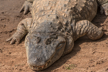 A sunbathing crocodile enjoy the sun rays on the ground