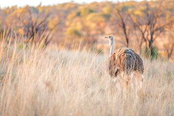 Ostrich herd in South African Savane in a picturesque landscape with golden grass during a moody...