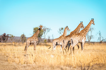  Giraffes herd family with baby eats in the South American savanna in a picturesque landscape with...