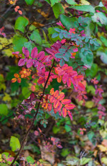 Green raspberry leaves on the branches of a rosehip bush.