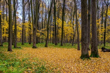 Obraz premium Golden forest in late autumn on a cloudy day. The natural beauty of Russian nature.