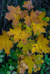 Tree branch with yellow leaves. Autumn landscape.
