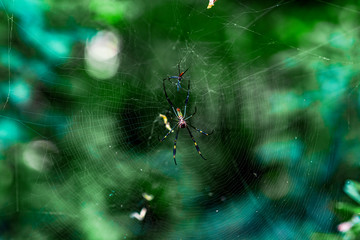 A colorful spider on its web in the jungle