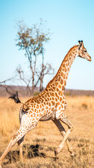  Giraffes herd family with baby eats in the South American savanna in a picturesque landscape with golden grass looking at the tourist during an atmospheric sunset on safari