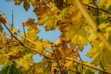 Yellow autumn leaves of deciduous trees-background