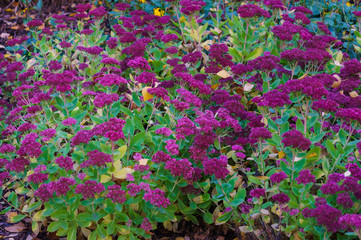 Obraz na płótnie Canvas Decorative purple flowers on a flowerbed in a city park. Autumn landscape.