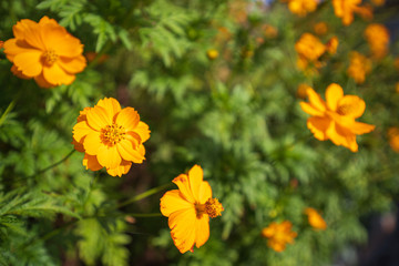 Close up Yellow cosmos flowers or Sulfur Cosmos in the park in the middle of the forest and green nature park and beautiful abstract  blur and bokeh background.