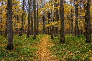 Golden forest in late autumn on a cloudy day. The natural beauty of Russian nature.
