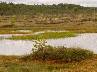 landscape with bog lake and small islands, bog pines and water reflections