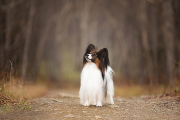 Portrait of Papillon dog standing in the forest. Beautiful and happy Continental toy spaniel
