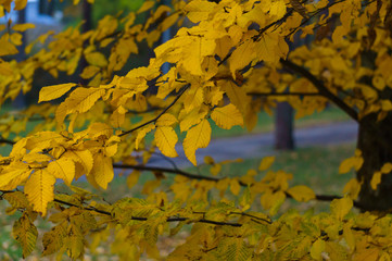 Yellowed ash leaves in a city park. Autumn landscape.